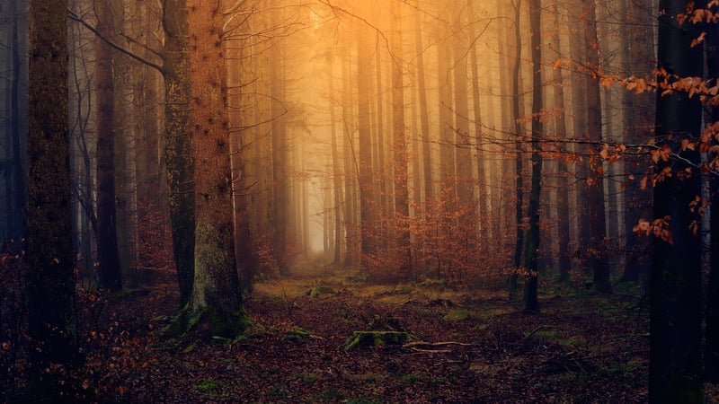 Enchanted Woodland Clearings